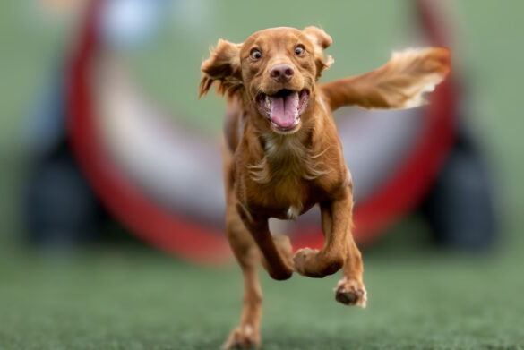 Kam v Praze se psem? Do Rosmariny na Happy Dog Show 2026. Neformální výstava psů a bohatý program pro celou rodinu