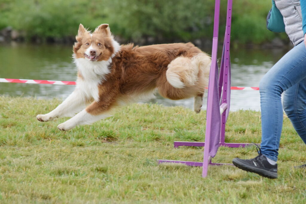 Happy Dog Show 2026: neformální výstava psů v Praze a program plný pohybu a zábavy pro pejsky, pejskaře a rodiny s dětmi